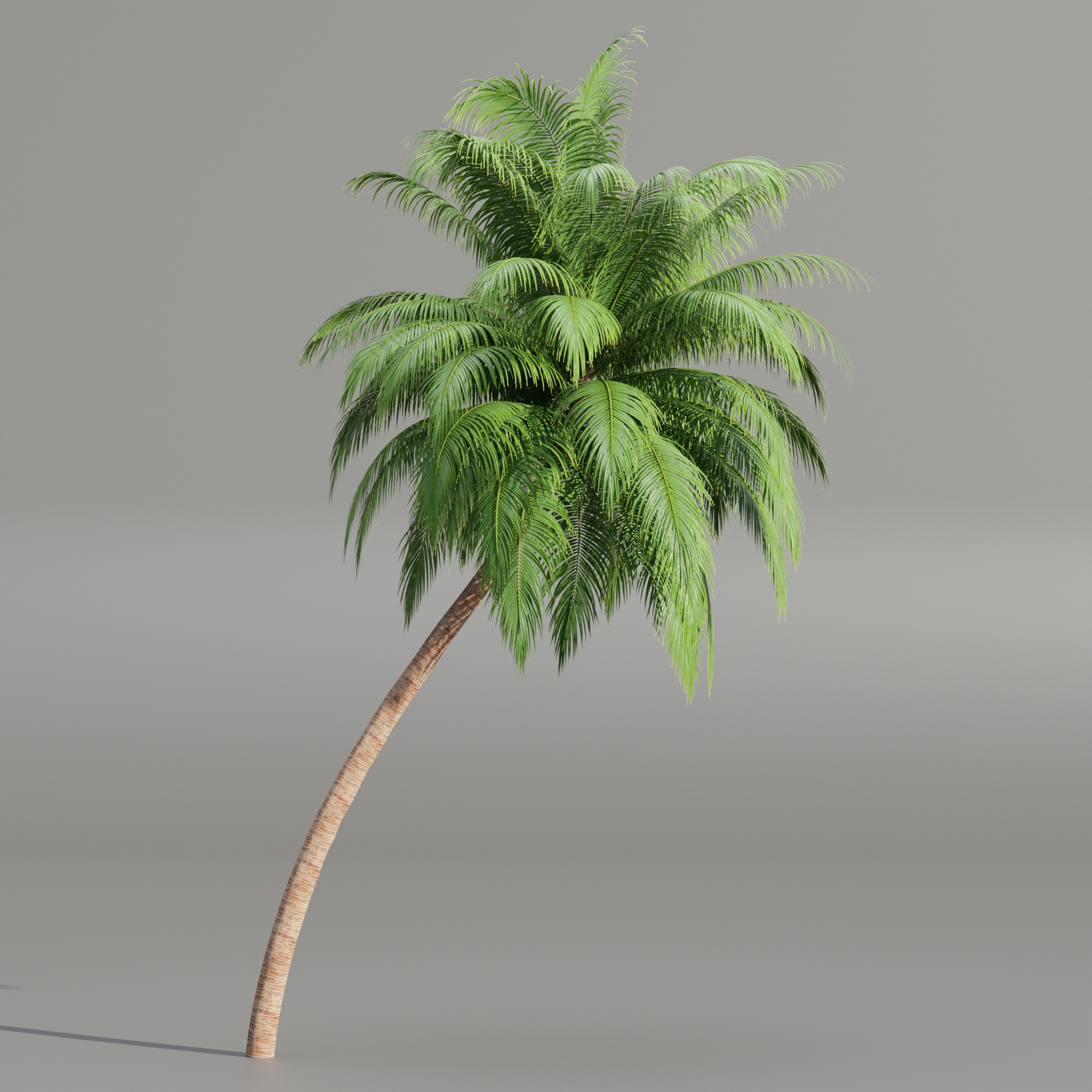 Palm trees collection 195Blender3dmodel Blender Market