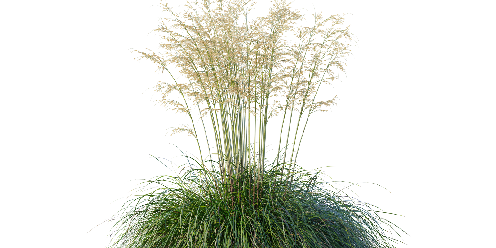 Plant Decorative Tuft Of Grass Celtica Gigantea Stipa Golden Oats