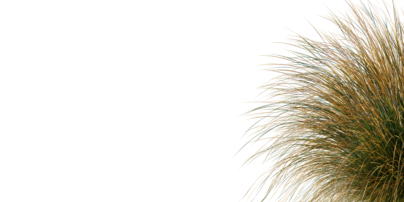 Plant Decorative Tuft Of Grass Carex Testacea Orange Sedge Grass