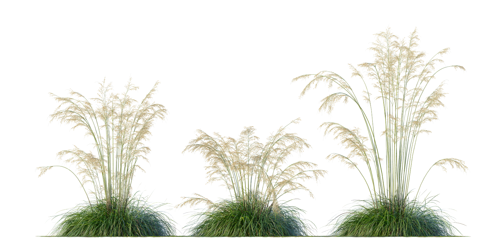 Plant Decorative Tuft Of Grass Celtica Gigantea Stipa Golden Oats