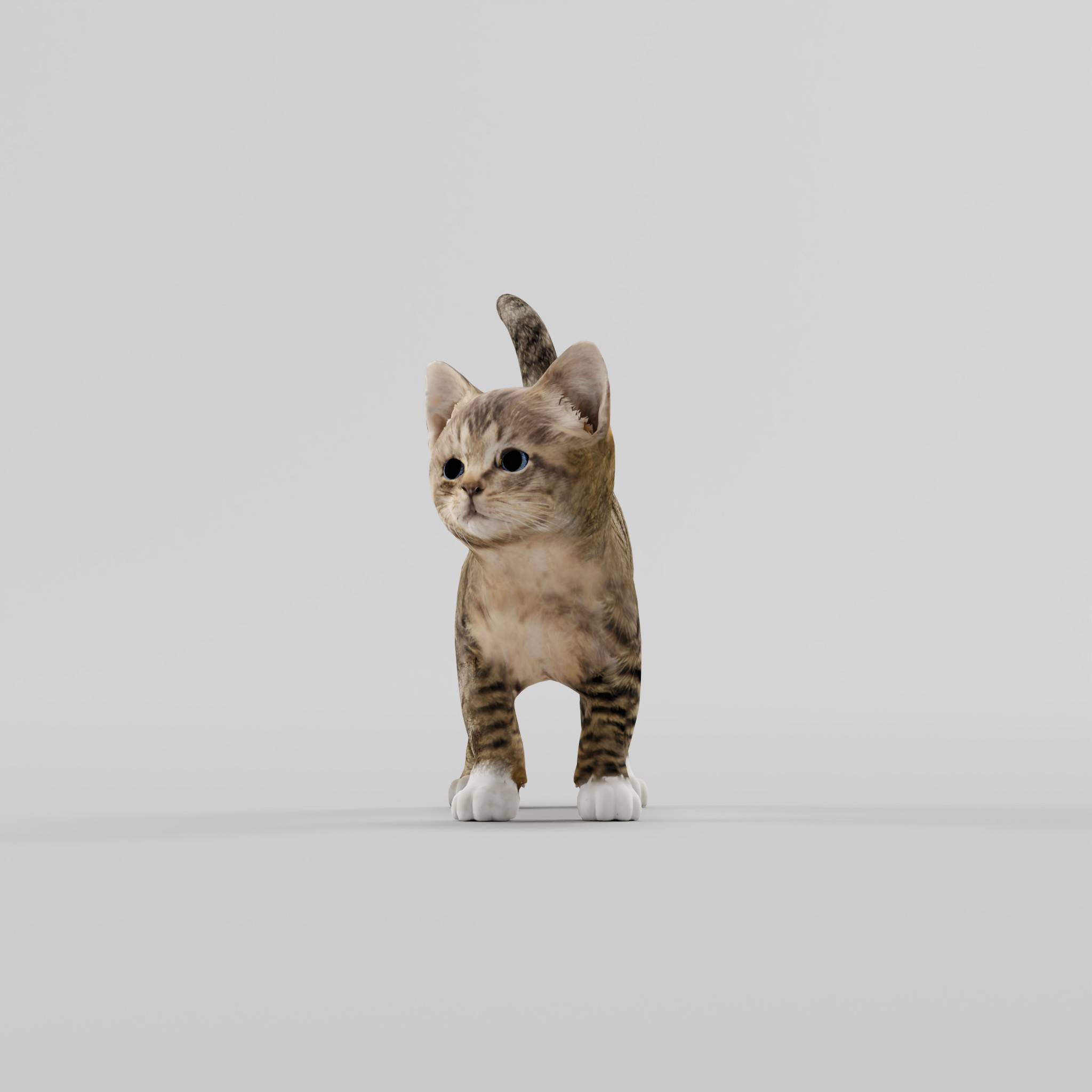 Kitten Cat - Blender Market