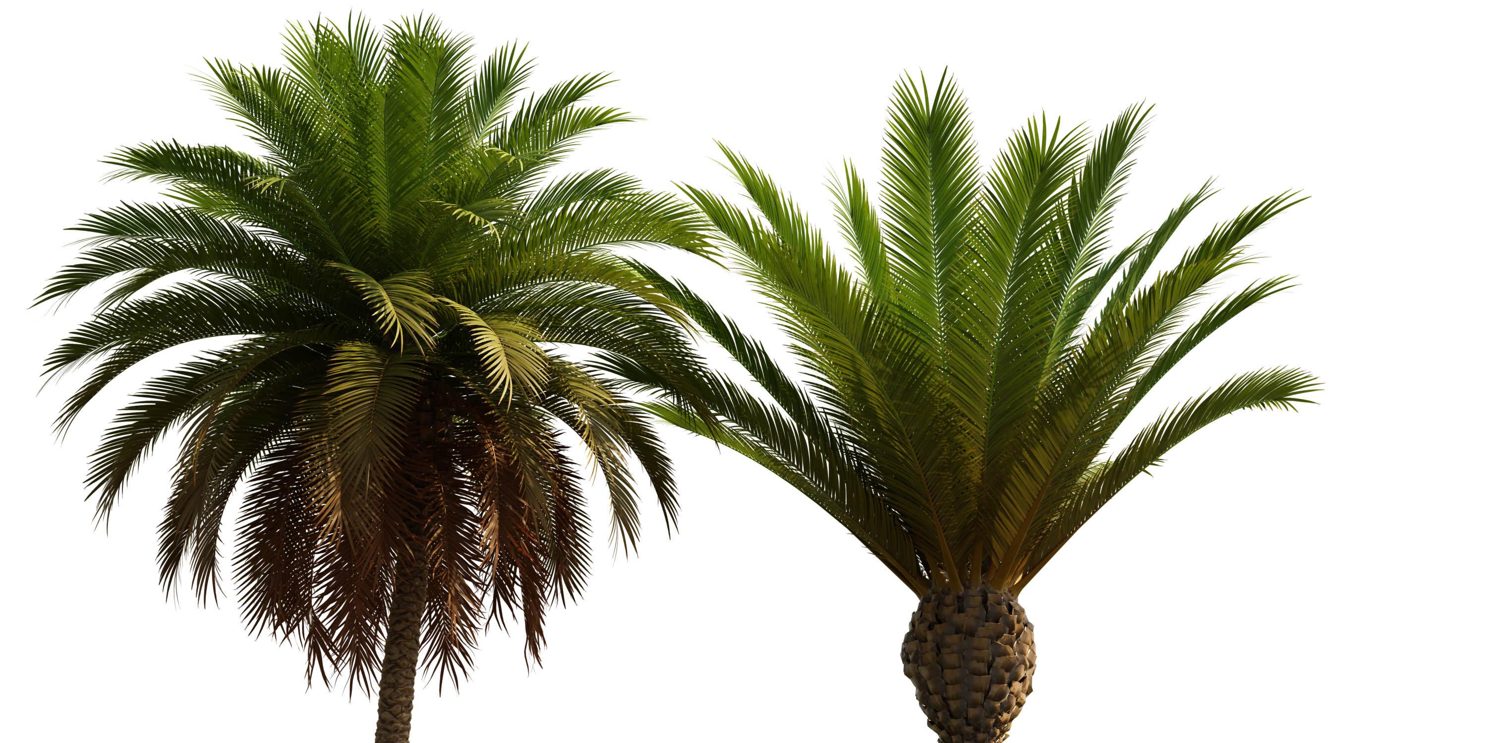 New Plant Phoenix Canariensis Phoenix Canariensis Decorative Garden