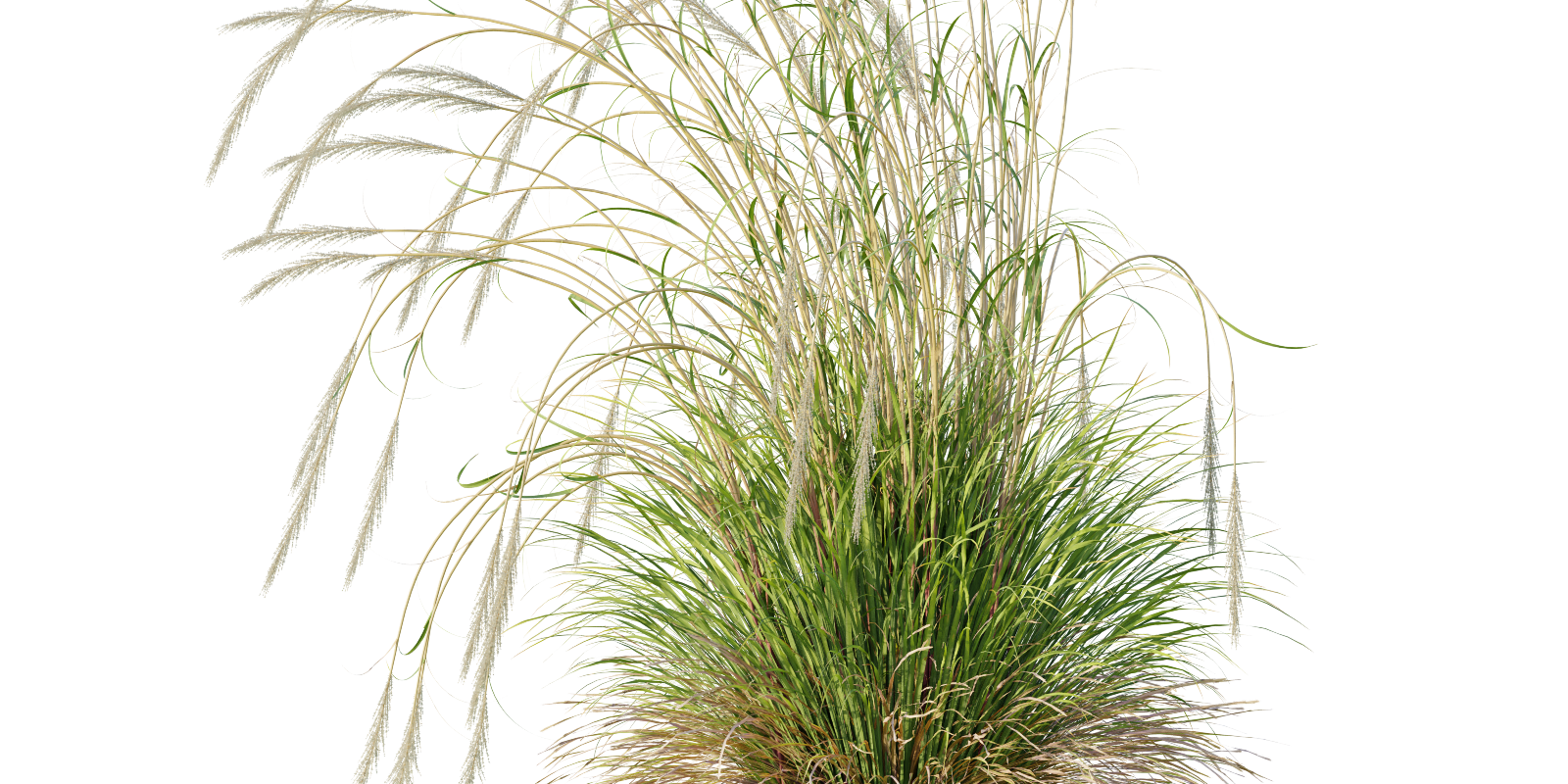 Plant Decorative Tuft Of Grass Calamagrostis Acutiflora Karl