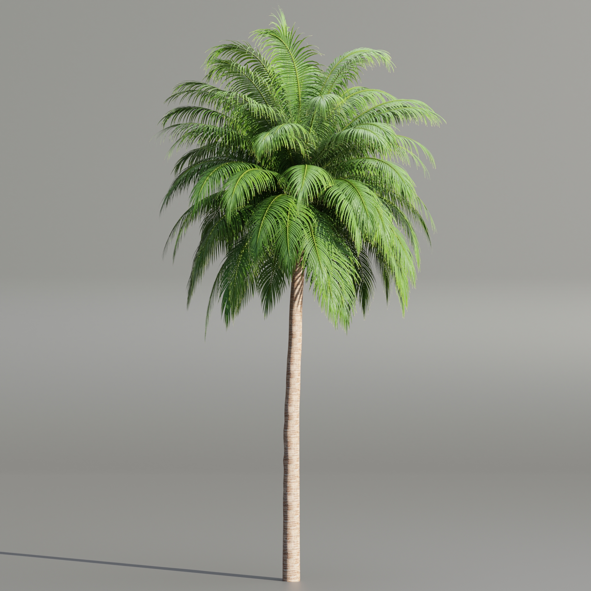 Palm trees collection 195Blender3dmodel Blender Market