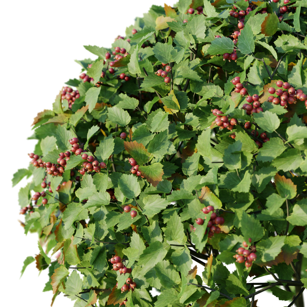 tree small trees Crataegus persimilis deciduous high bush 2