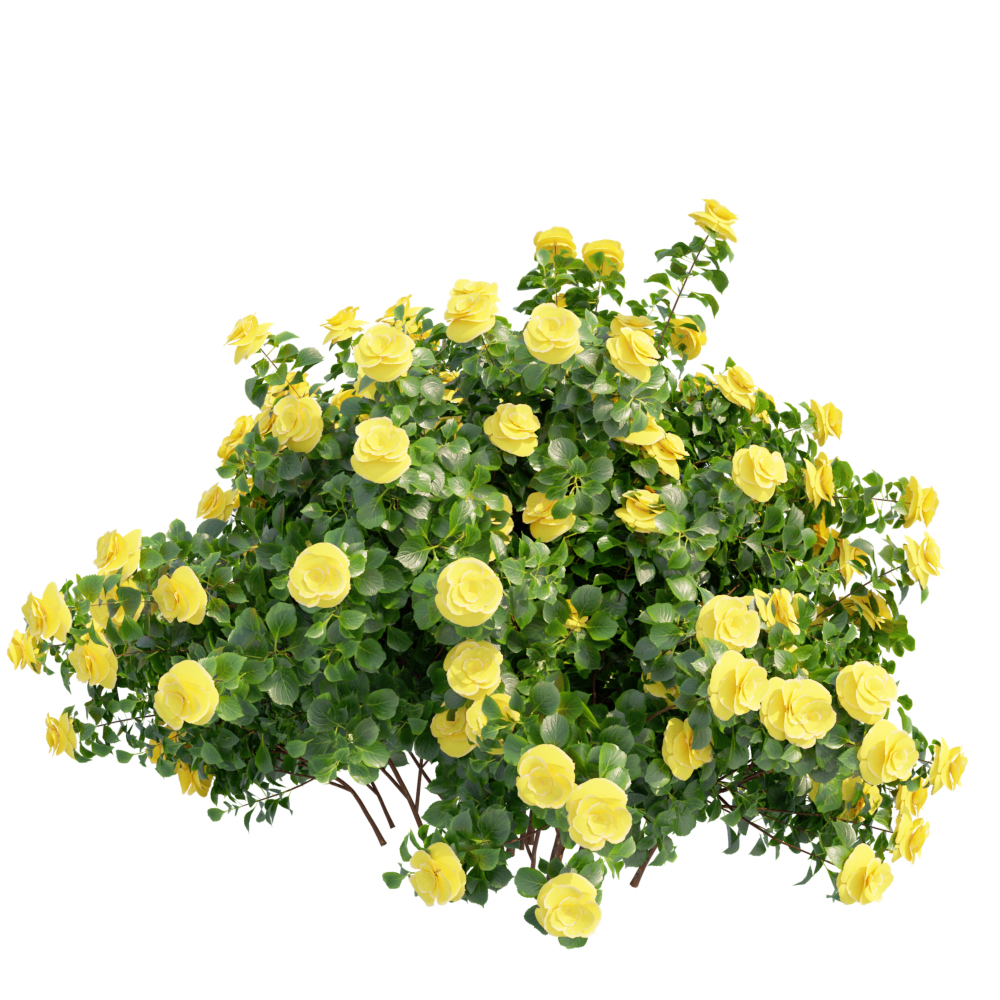 New Plant High detail Climbing Roses Bush Blender Market