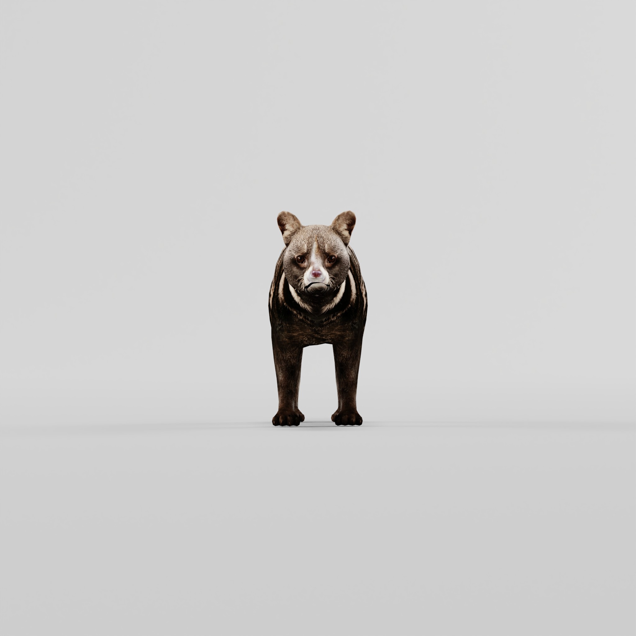 African Civet Cat - Blender Market